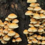 cache_952336221