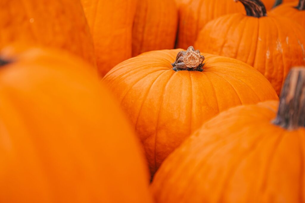orange-pumpkin-at-farmers-market-at-pumpkin-patch