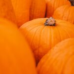 orange-pumpkin-at-farmers-market-at-pumpkin-patch